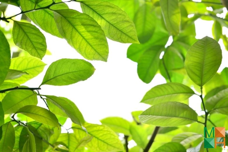 Tranh dán tường cho phòng khách đẹp tại Hà Nội NA - 078